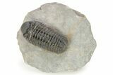 Phacopid (Adrisiops) Trilobite - Chocolate Brown Shell #273440-3